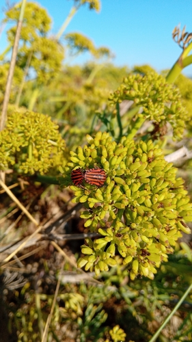 European Striped Shield Bug