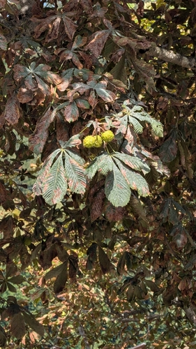horse-chestnut