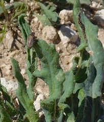 Ophraella