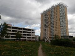 Taraxacum officinale