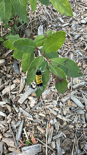 Spotted Tussock Moth
