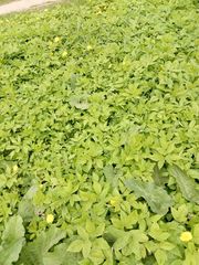 Aegopodium podagraria