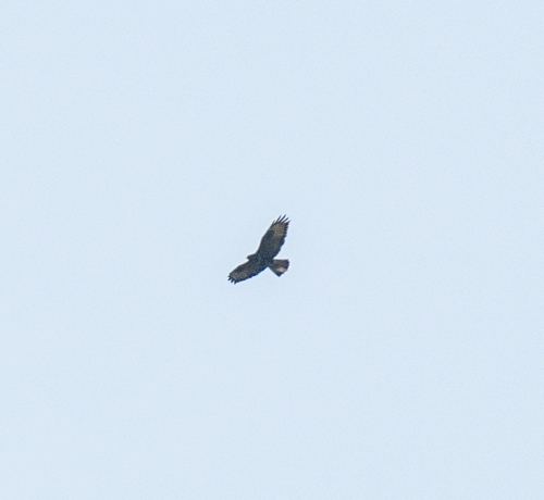 Common Buzzard