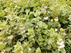 Lamium album