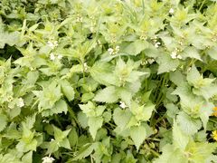 Lamium album