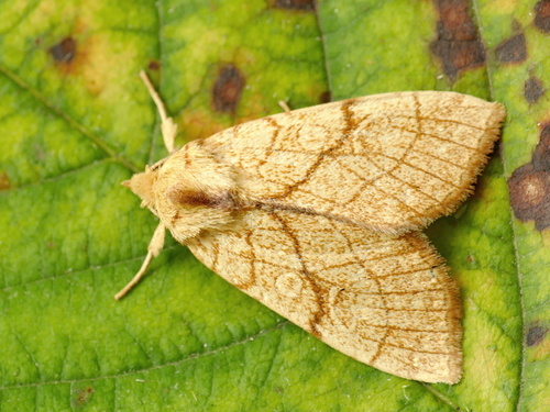 Orange Sallow