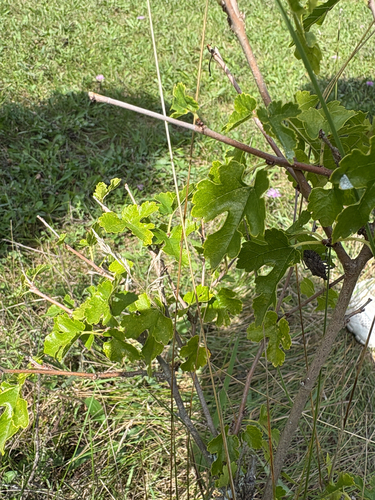 white mulberry