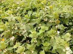 Lamium album