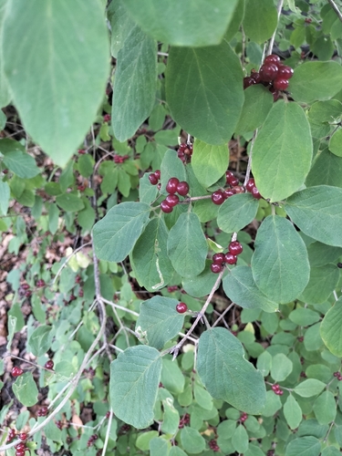 Fly Honeysuckle