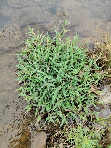 Isachne globosa observed 2026-09-12