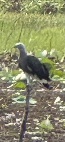 Gray-headed Fish-Eagle