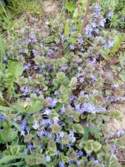 Glechoma hederacea