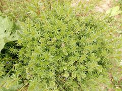 Galium mollugo