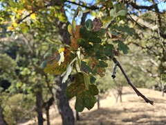 Quercus × jolonensis, photograph (c) vultur-cadens, some rights reserved (CC BY)