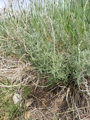 Artemisia cana