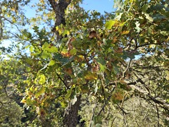 Quercus × jolonensis