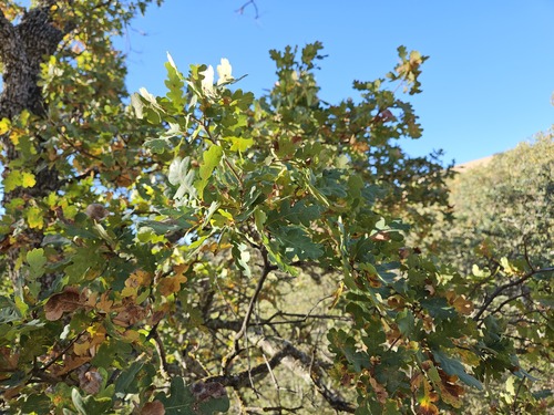 Quercus × jolonensis, photograph 1