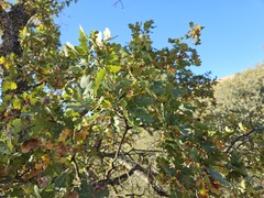 Quercus × jolonensis, photograph (c) vultur-cadens, some rights reserved (CC BY)