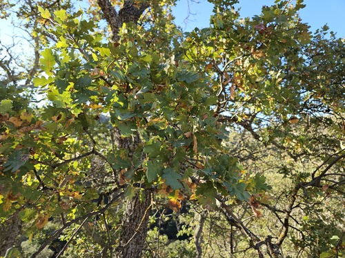 Quercus × jolonensis, photograph 2