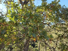 Quercus × jolonensis, photograph (c) vultur-cadens, some rights reserved (CC BY)