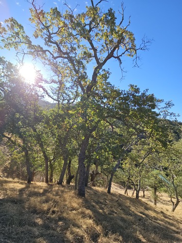 Quercus × jolonensis, photograph 4