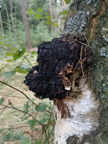 chaga