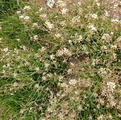 Capsella bursa-pastoris