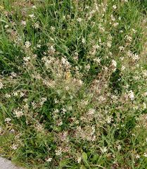 Capsella bursa-pastoris