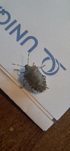 Mottled Stink Bug
