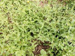 Myosotis sparsiflora