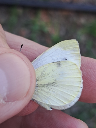 Green-veined White