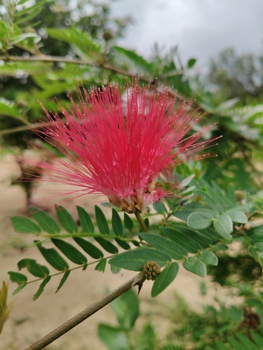 Calliandra haematocephala observed 2026-09-12