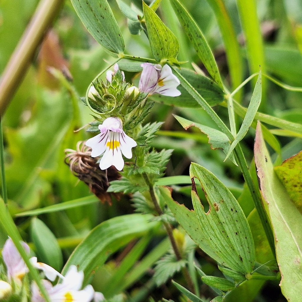 Euphrasia officinalis; photograph author not stated, no rights reserved