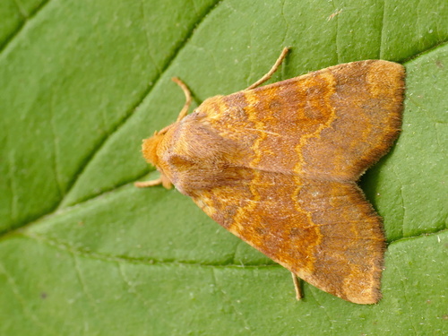 Barred Sallow