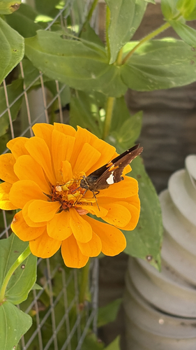 Silver-spotted Skipper