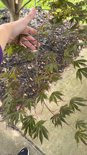 Japanese maple