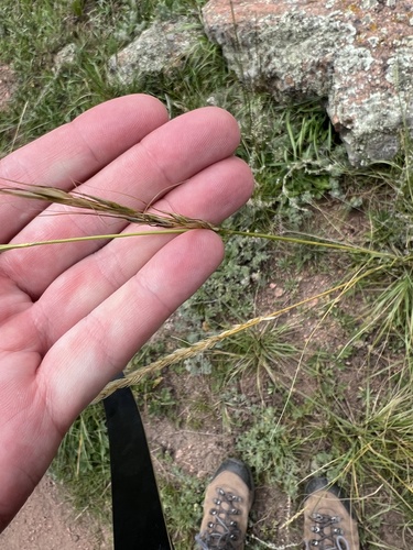 Nassella viridula, photograph 4