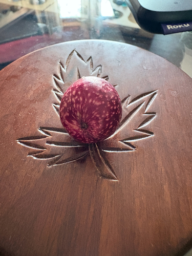 Acorn Plum Gall Wasp