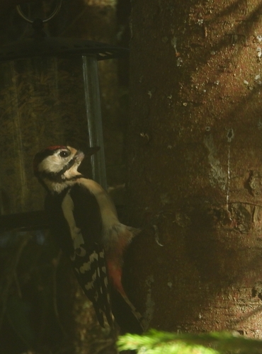 Great Spotted Woodpecker