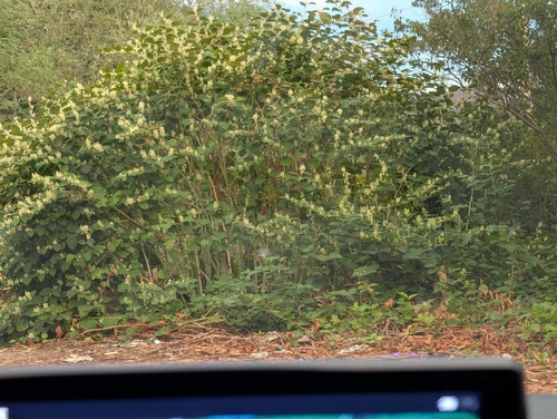 Japanese knotweed