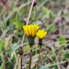 Leontodon hispidus, photograph author not stated, no rights reserved