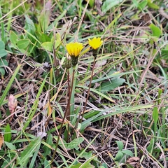 Leontodon hispidus, photograph author not stated, no rights reserved