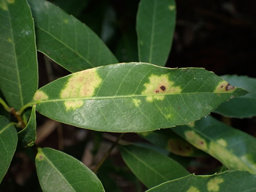 Cystotheca wrightii observed 2026-07-15