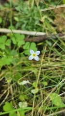 (c) Sam Bucciarelli, some rights reserved (CC BY) Houstonia caerulea, photograph (c) Sam Bucciarelli, some rights reserved (CC BY)