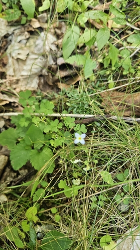 Houstonia caerulea, photograph 3