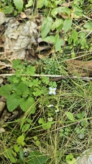 (c) Sam Bucciarelli, some rights reserved (CC BY) Houstonia caerulea, photograph (c) Sam Bucciarelli, some rights reserved (CC BY)
