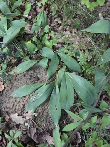 European lily of the valley