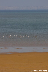 Phoenicopterus roseus