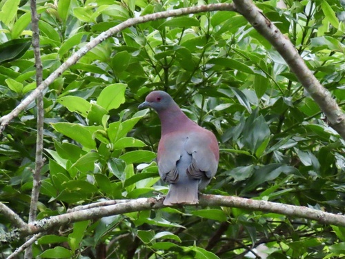 Pale-vented Pigeon