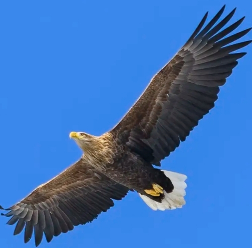 White-tailed Eagle